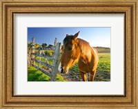New Zealand, South Island, Horse ranch, farm animal Fine Art Print