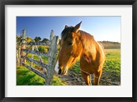 New Zealand, South Island, Horse ranch, farm animal Fine Art Print