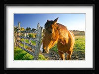 New Zealand, South Island, Horse ranch, farm animal Fine Art Print