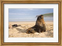 Sea lions on beach, Catlins, New Zealand Fine Art Print