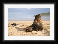 Sea lions on beach, Catlins, New Zealand Fine Art Print