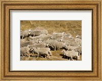 Farm animals, Sheep herd, South Island, New Zealand Fine Art Print