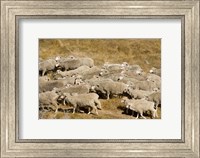 Farm animals, Sheep herd, South Island, New Zealand Fine Art Print