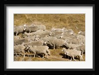 Farm animals, Sheep herd, South Island, New Zealand Fine Art Print