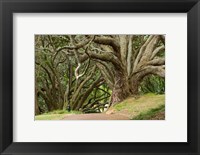 Trees, Central Park, Auckland, New Zealand Fine Art Print