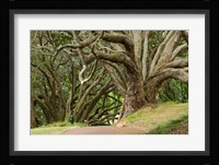 Trees, Central Park, Auckland, New Zealand Fine Art Print