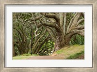 Trees, Central Park, Auckland, New Zealand Fine Art Print