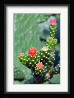 Fat plant, Antigua, West Indies, Caribbean Fine Art Print