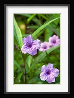 Flowers, Antigua, West Indies, Caribbean Fine Art Print