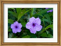 Purple Flowers, Antigua, West Indies, Caribbean Fine Art Print