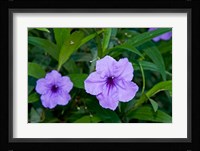 Purple Flowers, Antigua, West Indies, Caribbean Fine Art Print