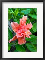 Hibiscus Flowers, Antigua, West Indies, Caribbean Fine Art Print