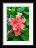 Hibiscus Flowers, Antigua, West Indies, Caribbean Fine Art Print