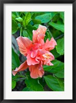 Hibiscus Flowers, Antigua, West Indies, Caribbean Fine Art Print