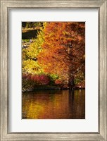 Autumn colour in pond, Botanic Gardens, Dunedin, Otago, South Island, New Zealand Fine Art Print