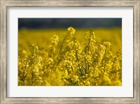 Rapeseed Agriculture, South Canterbury, New Zealand Fine Art Print
