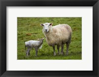 Sheep and lamb, Taieri Plains, Otago, New Zealand Fine Art Print