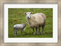 Sheep and lamb, Taieri Plains, Otago, New Zealand Fine Art Print