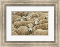 Sheep, Catlins, South Otago, South Island, New Zealand Fine Art Print