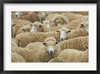 Sheep, Catlins, South Otago, South Island, New Zealand Fine Art Print