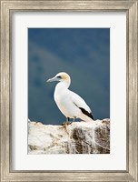 New Zealand, Australasian gannet tropical bird Fine Art Print