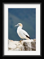 New Zealand, Australasian gannet tropical bird Fine Art Print