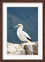 New Zealand, Australasian gannet tropical bird Fine Art Print