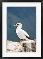 New Zealand, Australasian gannet tropical bird Fine Art Print