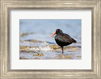 New Zealand, Oystercatcher tropical bird Fine Art Print