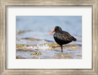 New Zealand, Oystercatcher tropical bird Fine Art Print