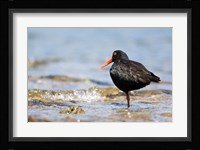 New Zealand, Oystercatcher tropical bird Fine Art Print