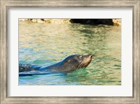 New Zealand, South Island, Marlborough, Fur Seal Fine Art Print