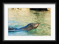 New Zealand, South Island, Marlborough, Fur Seal Fine Art Print