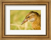 New Zealand, South Island, Marlborough, Weka bird Fine Art Print