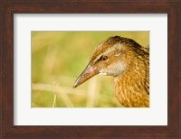 New Zealand, South Island, Marlborough, Weka bird Fine Art Print