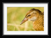 New Zealand, South Island, Marlborough, Weka bird Fine Art Print