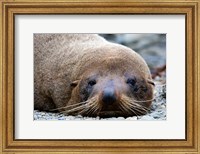 New Zealand, South Island, Kaikoura Coast, Fur Seal Fine Art Print