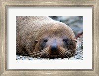 New Zealand, South Island, Kaikoura Coast, Fur Seal Fine Art Print