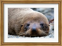 New Zealand, South Island, Kaikoura Coast, Fur Seal Fine Art Print