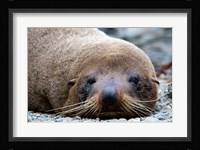 New Zealand, South Island, Kaikoura Coast, Fur Seal Fine Art Print