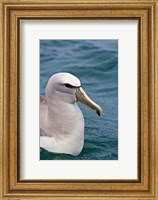 New Zealand, South Island, Salvin's Albatross Fine Art Print