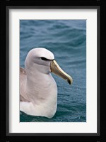 New Zealand, South Island, Salvin's Albatross Fine Art Print