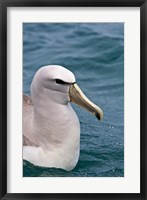New Zealand, South Island, Salvin's Albatross Fine Art Print