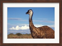 Australia, Emu, flightless bird Fine Art Print
