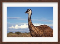 Australia, Emu, flightless bird Fine Art Print