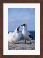 Australia, Coringa Island, Masked Booby birds Fine Art Print