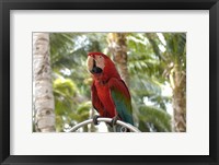 Parrot at Radisson Resort, Palm Beach, Aruba, Caribbean Fine Art Print