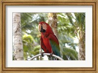 Parrot at Radisson Resort, Palm Beach, Aruba, Caribbean Fine Art Print