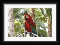 Parrot at Radisson Resort, Palm Beach, Aruba, Caribbean Fine Art Print