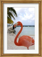 Pink Flamingo on Renaissance Island, Aruba, Caribbean Fine Art Print